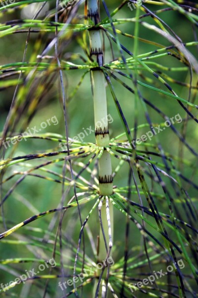 Horsetail Spider Green Nature Forest Plant