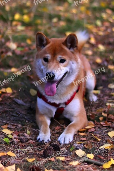 Pet Purebred Dog Animal Dog Shiba