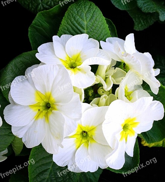 Primroses White Blossom Bloom Spring