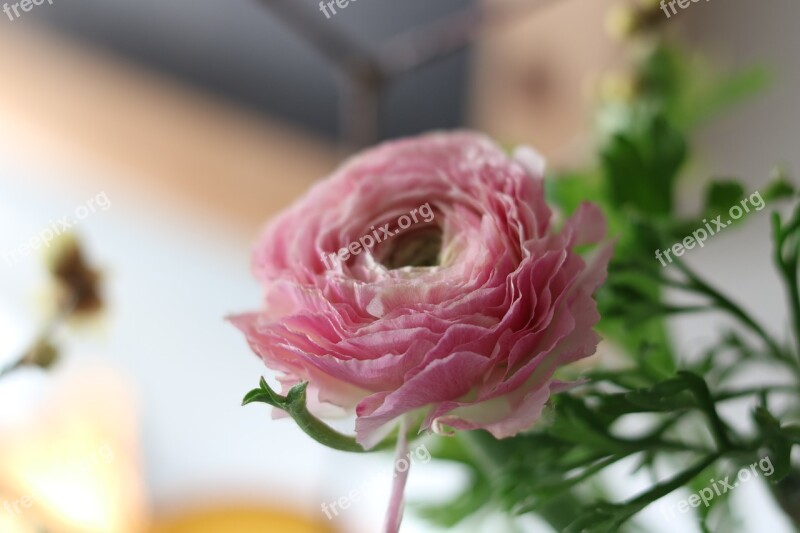 Ranunculus Blossom Bloom Fragrance Interior