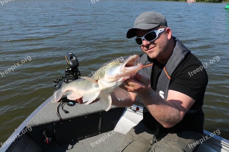 Pike Perch Elbe Fish Angler Hamburg