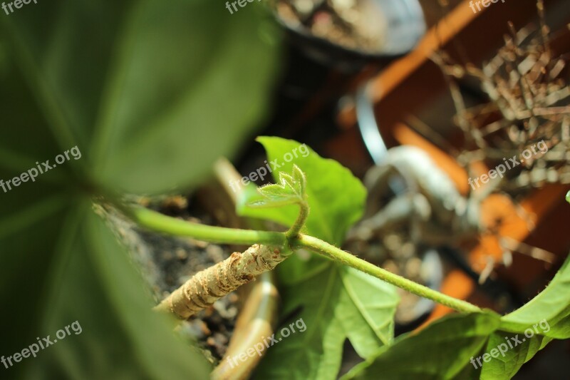 Focus Plant Leaf Green Background