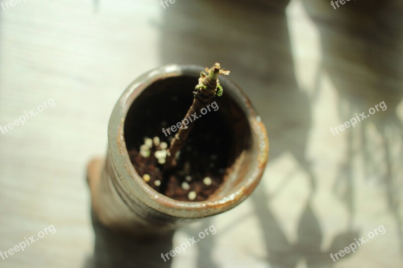 Focus Plant Leaf Green Background