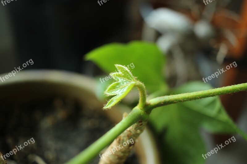 Focus Plant Leaf Green Background