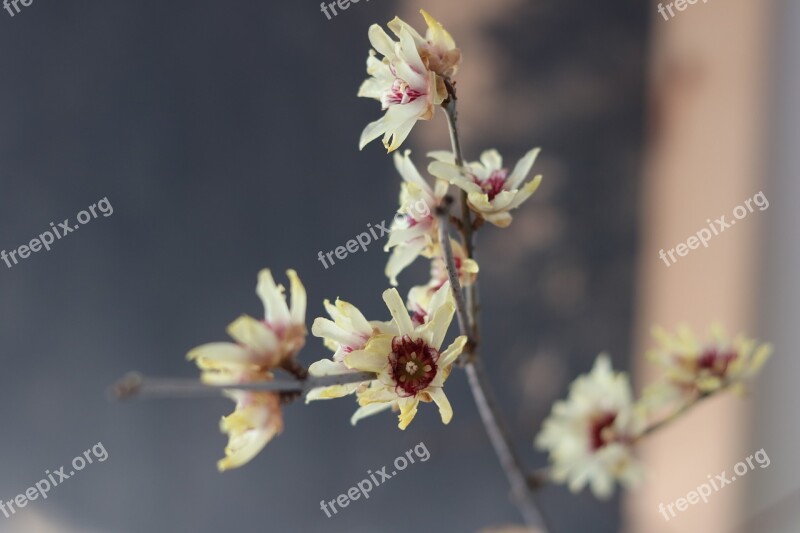 Calicanthus Blossom Bloom Jasmin Fragrance