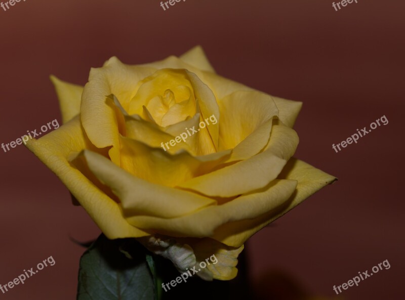 Rose Yellow Yellow Rose Flower Blossom