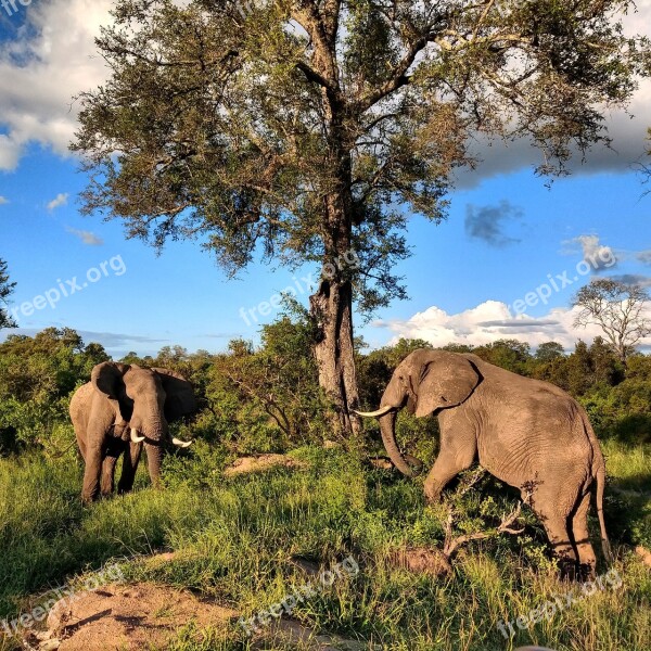 Elephants Africa Safari Wildlife Animal