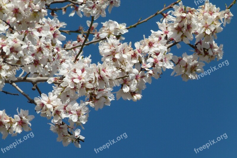 Branch Almond Tree Flowers Almond Tree In Blossom Sky