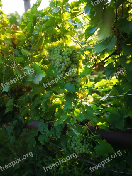 Grape Plant Nature Green Leaves