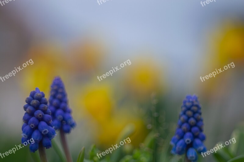 Spring Tree Bloom Nature Blossom