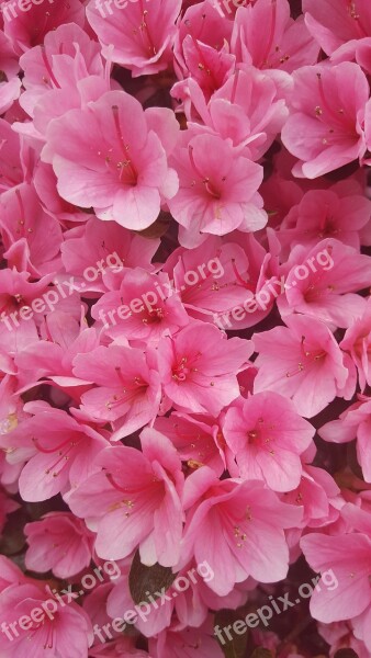 Azalea Pink Macro Spring Flowers