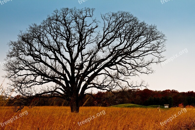 Tree Meadow Landscape Nature Rural