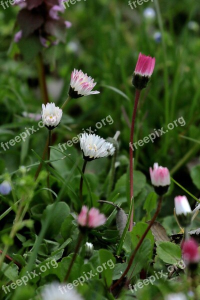 Daisies Prato Nature White Free Photos