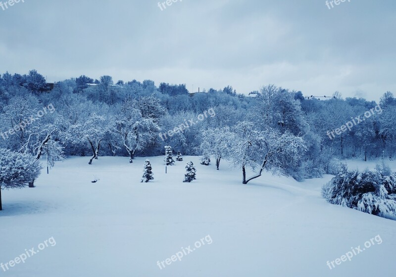 Winter Forest Forests In Winter Landscape