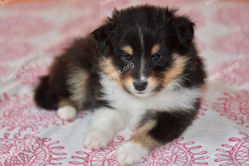 Puppy Puppy Shetland Sheepdog Puppy Lying Down Shetland Sheepdog Dog