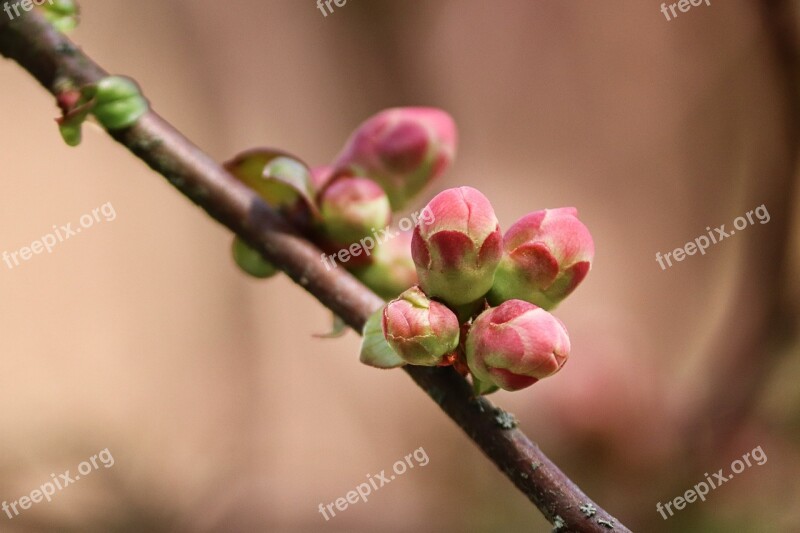 Bud Branch Go Up Drive Spring