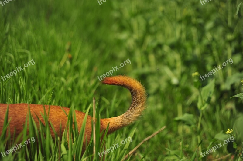 Tail Green Nature Grass Dog