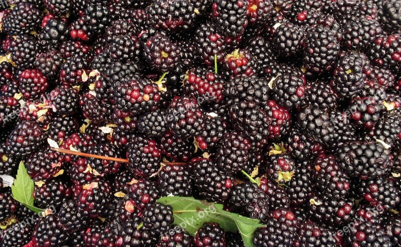 Blackberry Blackberries Berries Health Berry