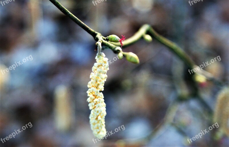 Spring Hazel Kittens Outdoor Nature