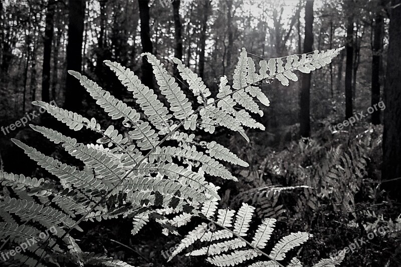 Boating Black White Nature Forest Sunlight