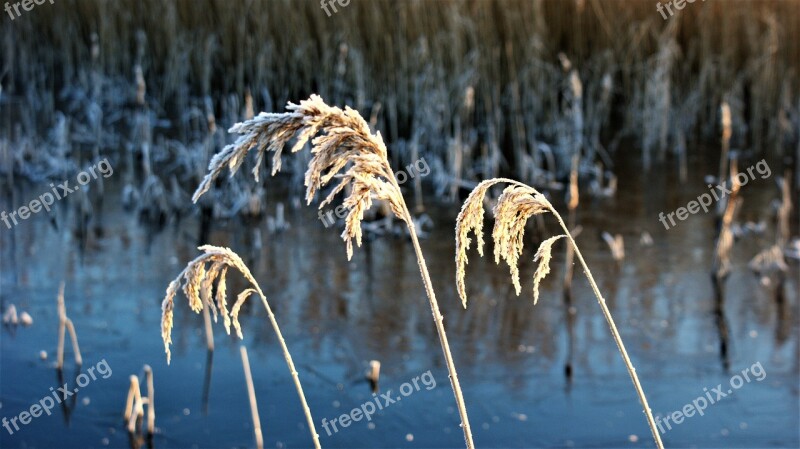 Reed Frozen Snow Nature Frost