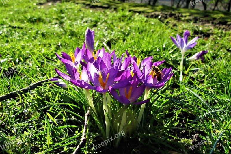 Crocuses Winter Bloom Grass Vegetable