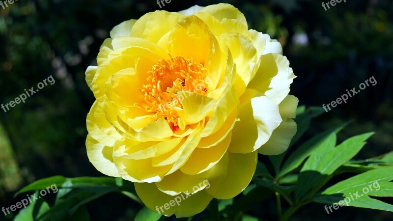 Flower Peony Peonies Garden Nature