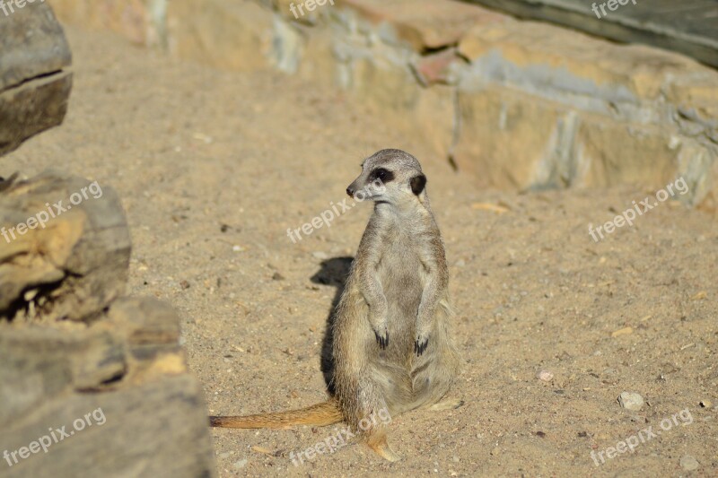 Surykatka Zoo Mammal Free Photos