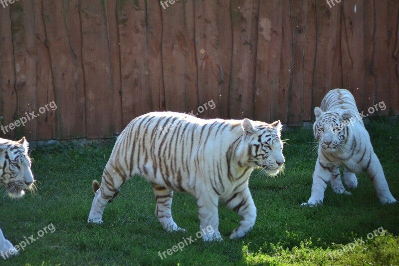 Tiger Zoo Predator Free Photos