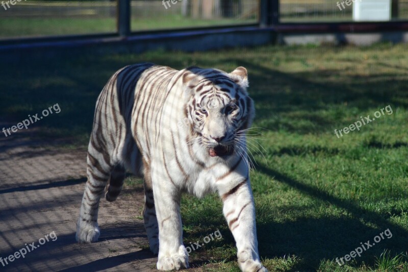 Tiger Animal Predator Free Photos