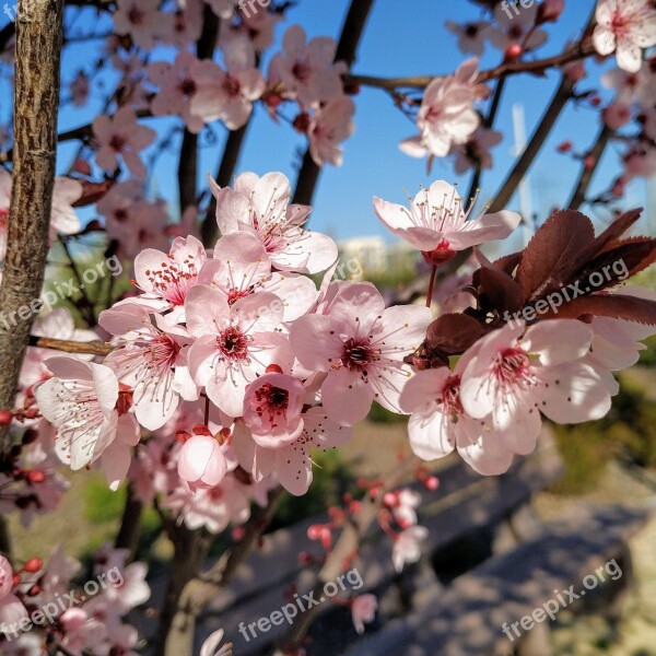 Flow Spring Flowers Park Free Photos