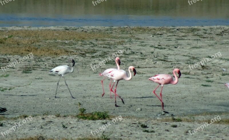 Bird Lesser Flamingo Phoeniconaias Minor Flamingo Avian