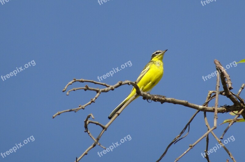 Bird Western Yellow Wagtail Motacilla Flava Passerine Fauna