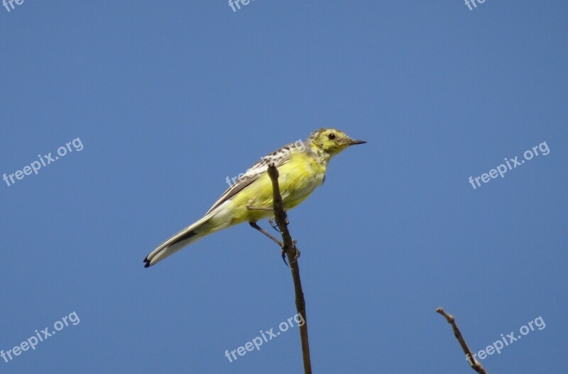 Bird Western Yellow Wagtail Motacilla Flava Passerine Fauna