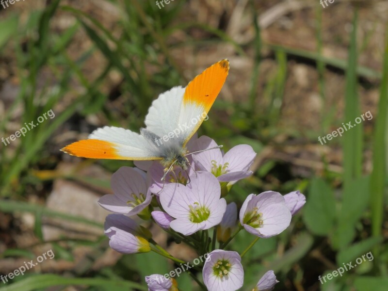 Aurora Butterfly Butterfly Nature Insect Macro