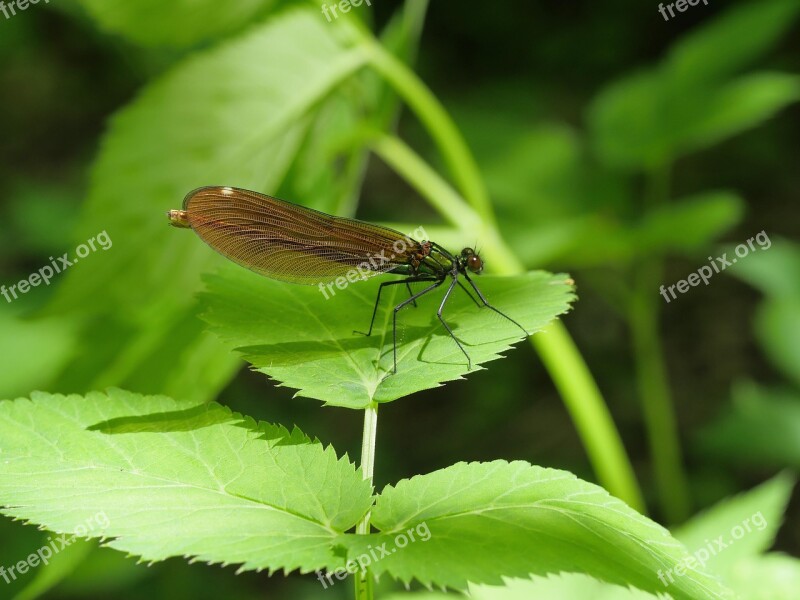 Dragonfly Green Nature Summer Leaf