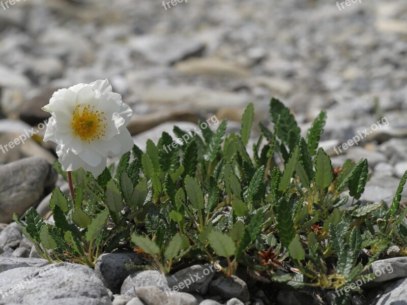 Mountain Avens White Flower Alpine Flower Riparian Zone