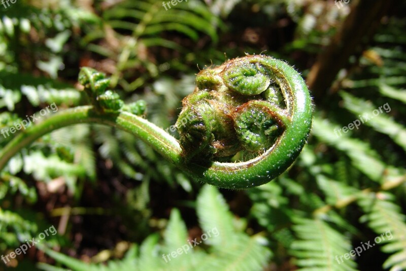 Fern Plant Green Leaf Nature