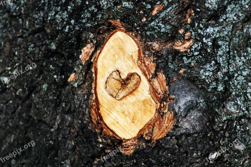 Tree Branch Aesthetic Heart Sawed Off