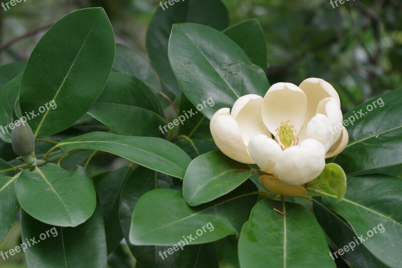 Flower Camellia Plant Bloom Cream