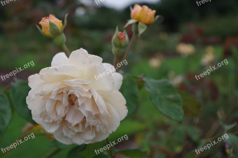 Rose Flower Floral Garden Nature