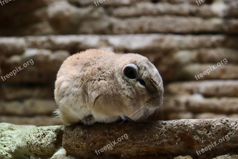 Gundi Rodent Fur Nager The Aquazoo Düsseldorf