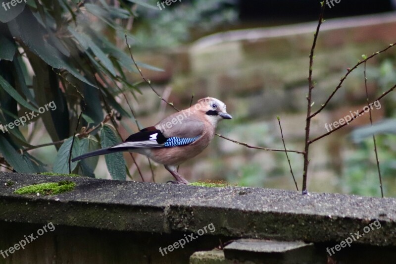 Jay Bird Feather Plumage Garden