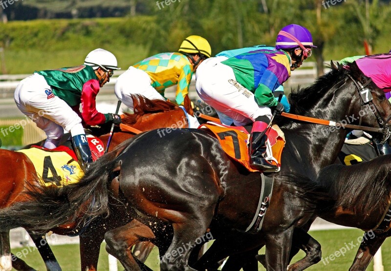 Racetrack Horses Horse Racing Santa Anita Race Track Jockey