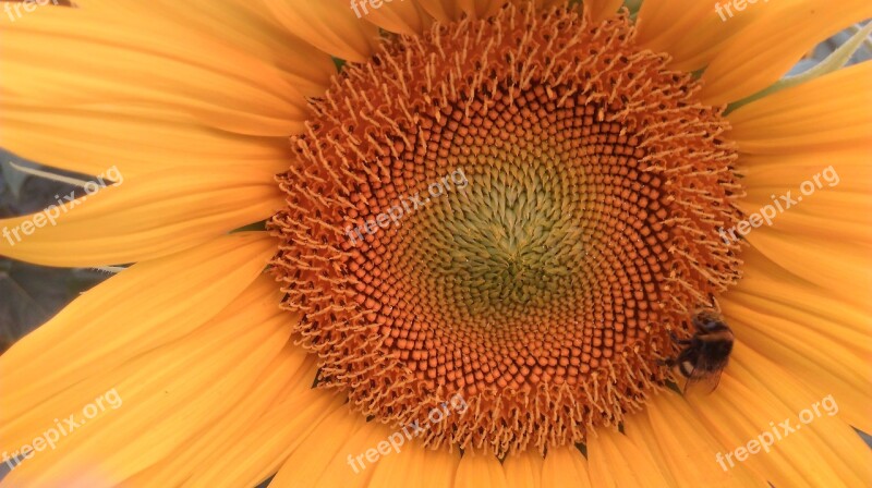 Sunflower Flower Nature Free Photos