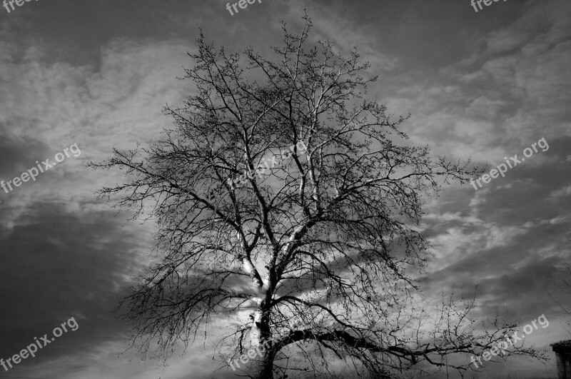 Tree Black Nature Dark Winter