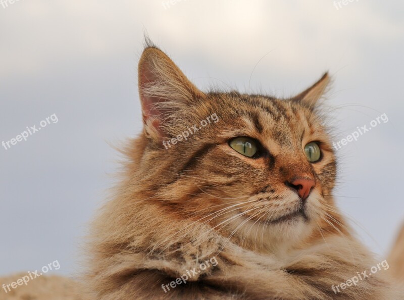 Cat Domestic Cat German Longhaired Pointer Cat Portrait Cat Face