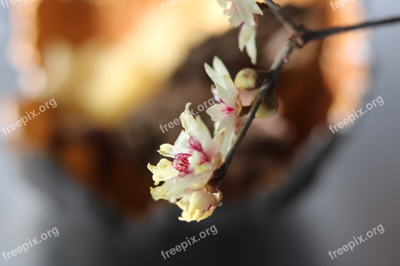 Calicanthus Blossom Bloom Fragrance Interior