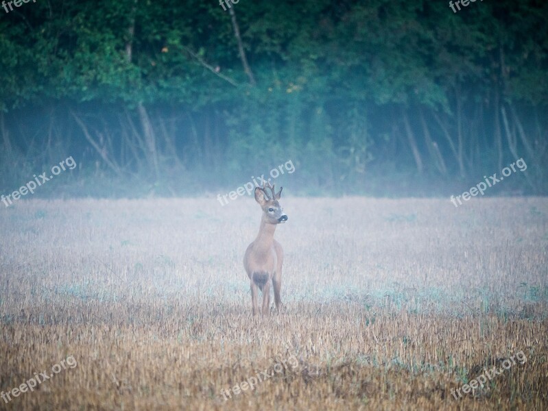 Reh Rehbock Wildlife Tier Wildtier