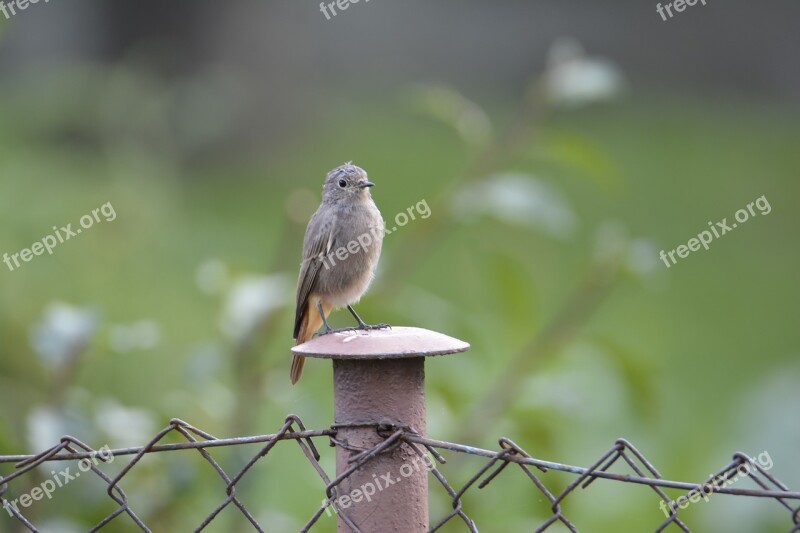 Bird Fence žltochvost Breather Free Photos